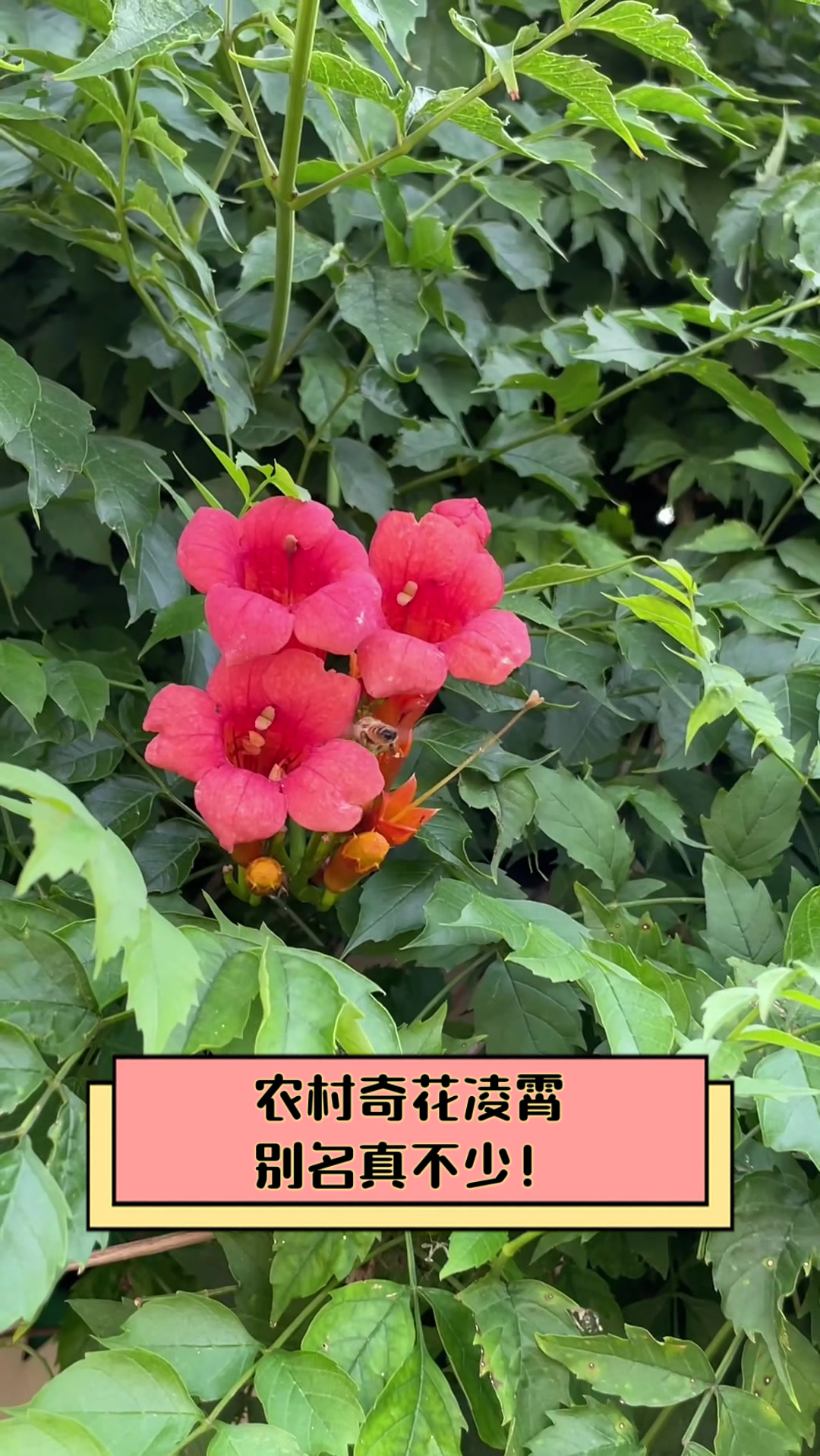 农村奇花凌霄,别名真不少!