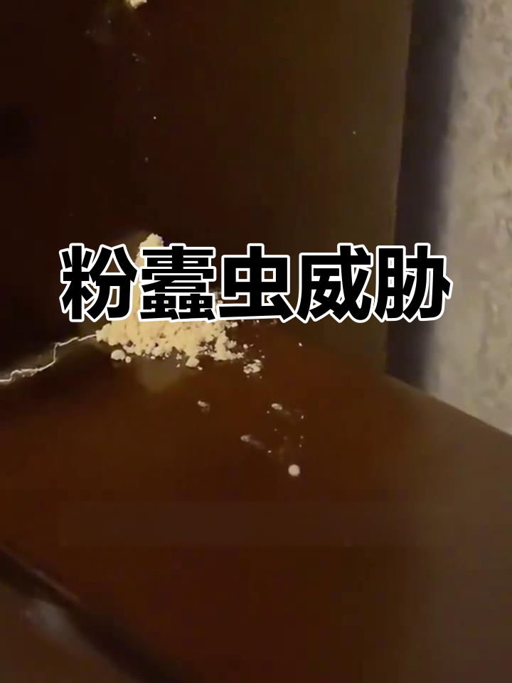 粉蠹虫危害堪比白蚁,木材遭袭迅速空蚀!