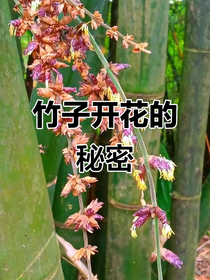 竹子为什么会开花打一生肖为什么在线