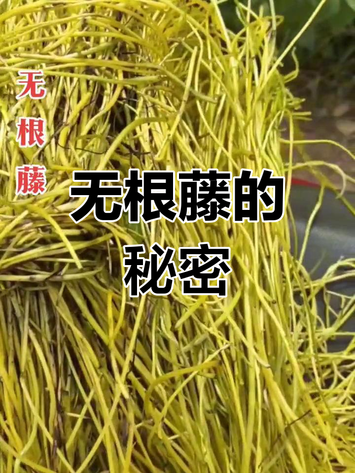 神奇的无根藤植物,寄生生存的奥秘