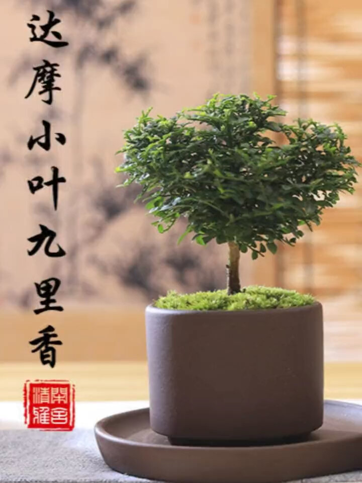 鲜花,绿植,达摩小叶又名小叶九里香