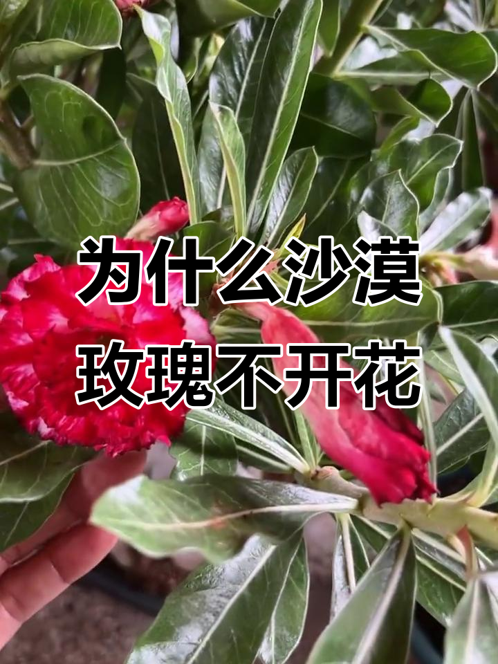 沙漠玫瑰为什么不开花什么原因为什么在线