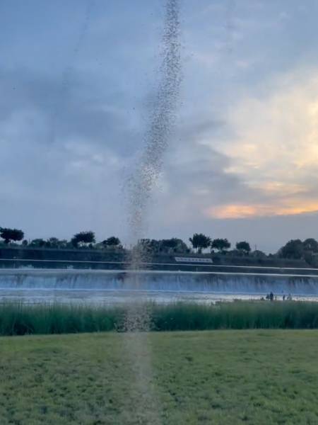 密恐慎入成都惊现数百条柱状蚊虫龙卷风