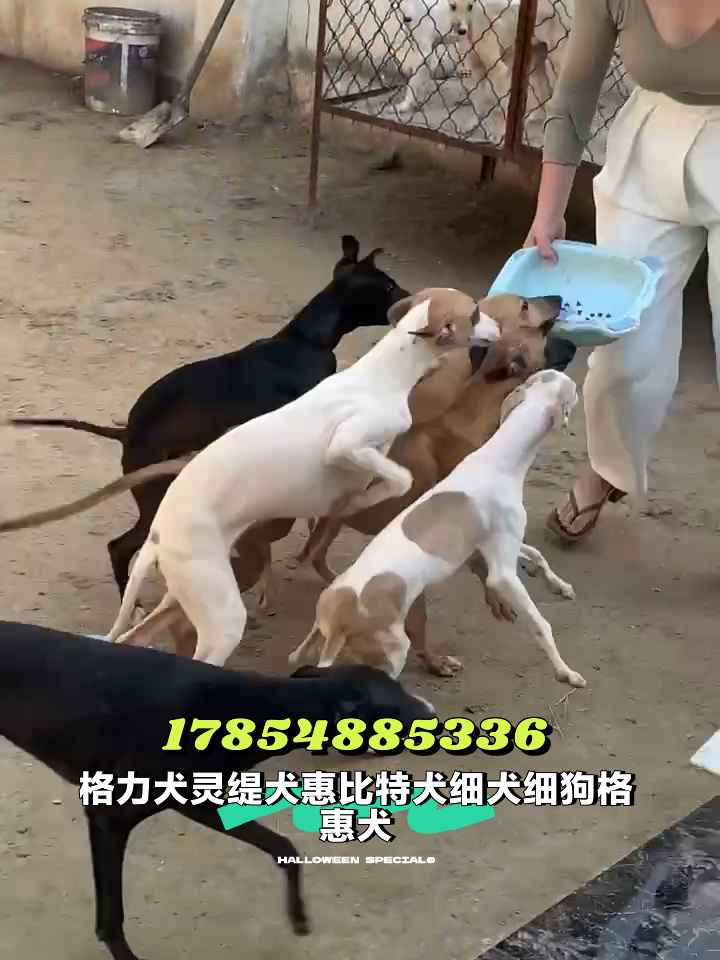 灵提犬与细犬图片