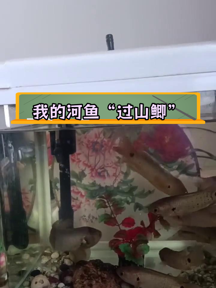 柴虎鱼图片