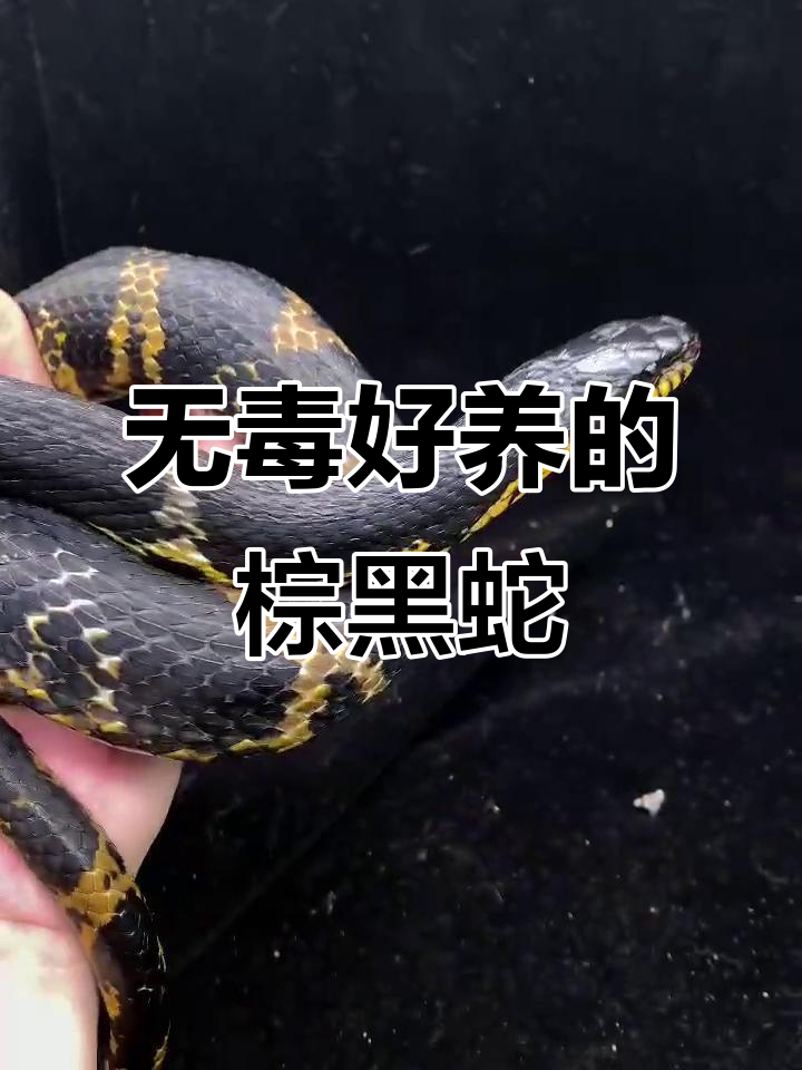 棕黑锦蛇:无毒,易养,最适合新手入门