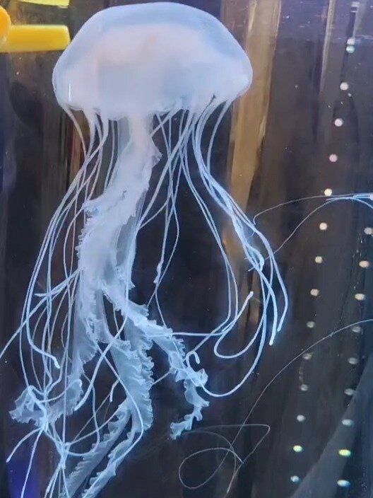 大西洋海刺水母,仙气飘飘,敏感肌不建议养