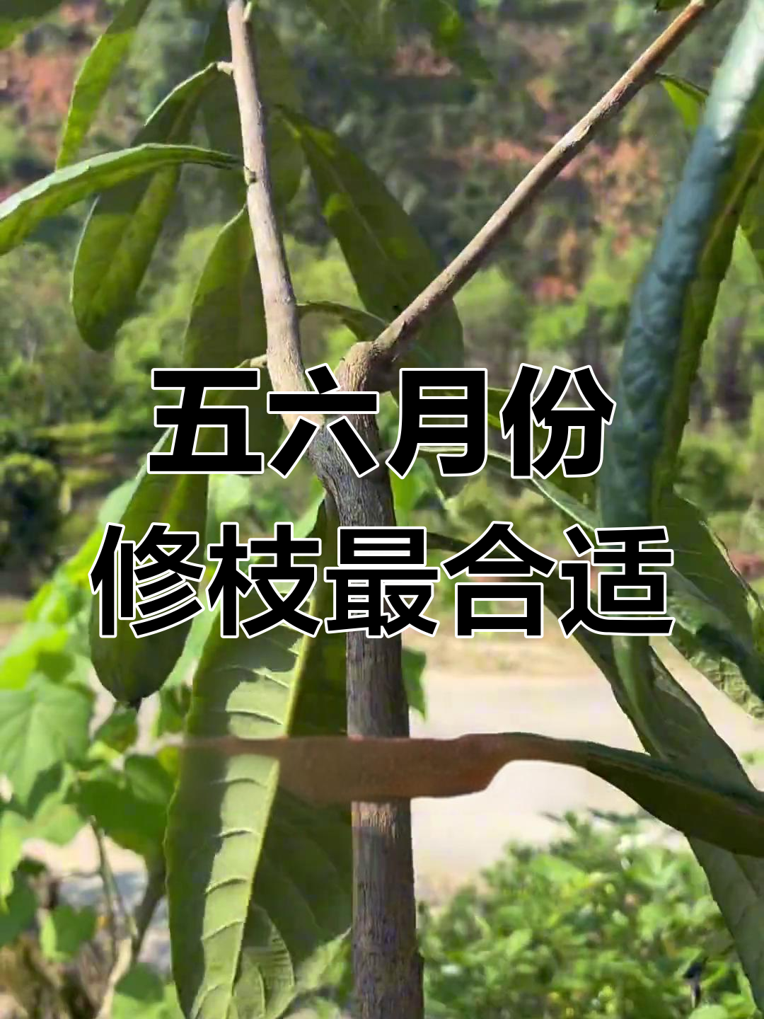 枇杷树修剪技巧:五到六月是最佳时机