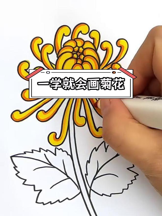 菊花简单画法一步一步图片