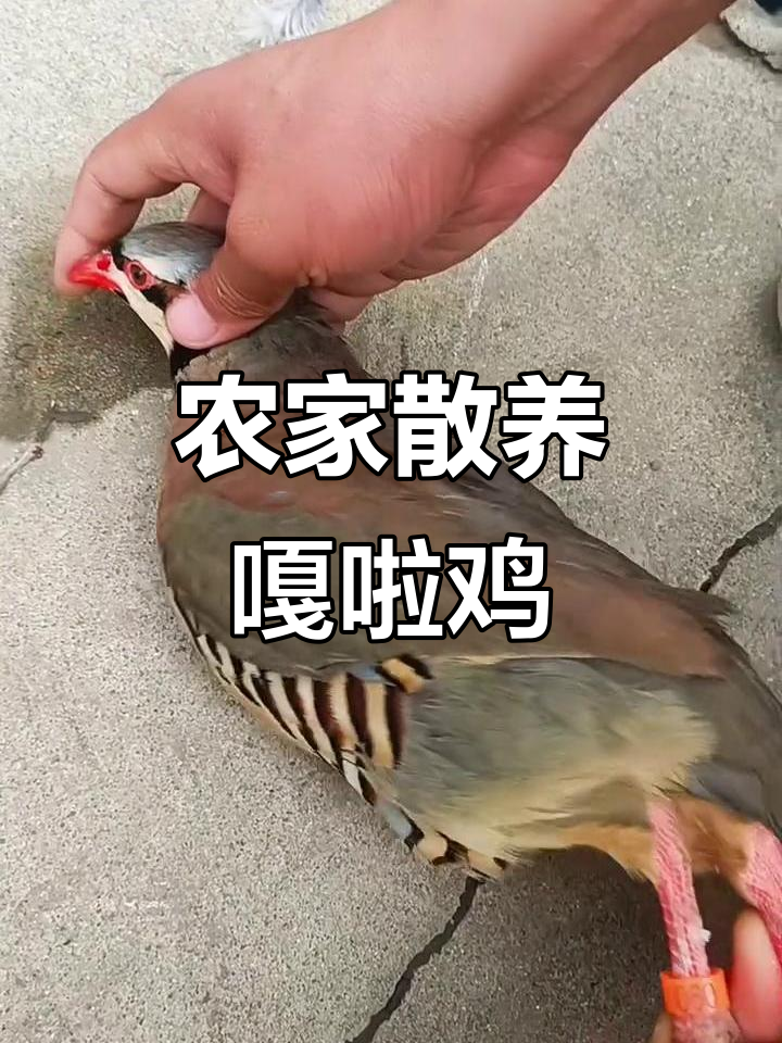 农村散养嘎啦鸡,纯粮食喂养的快乐生活