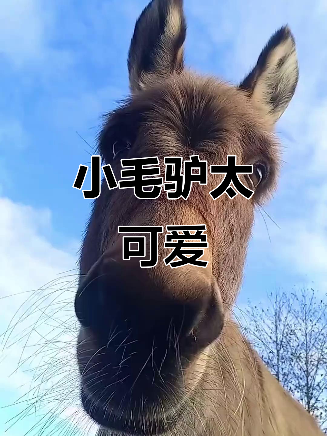 毛驴的可爱互动,萌态十足