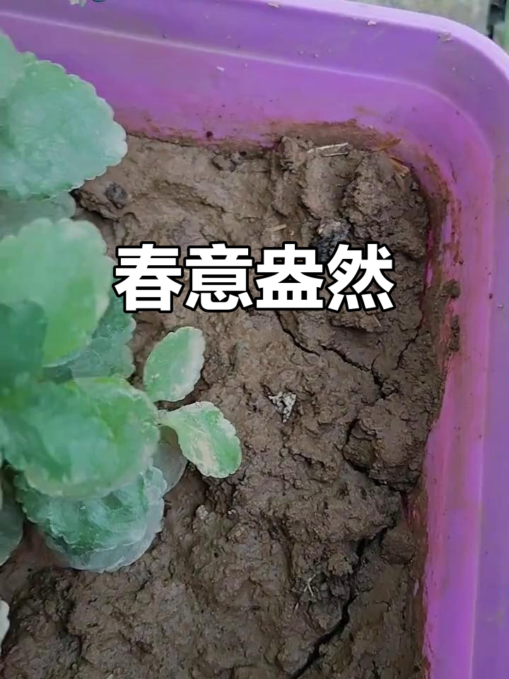 榆树钱发芽,象征着春天的到来和丰收的希望