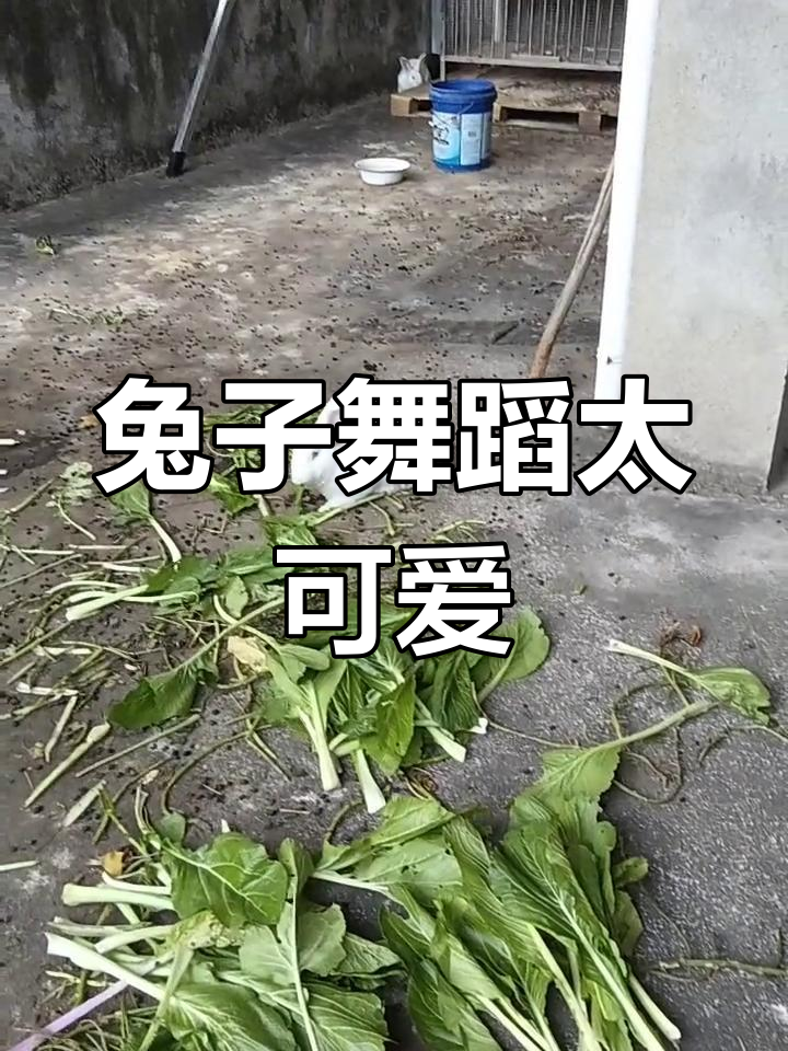 小白兔的舞蹈视频