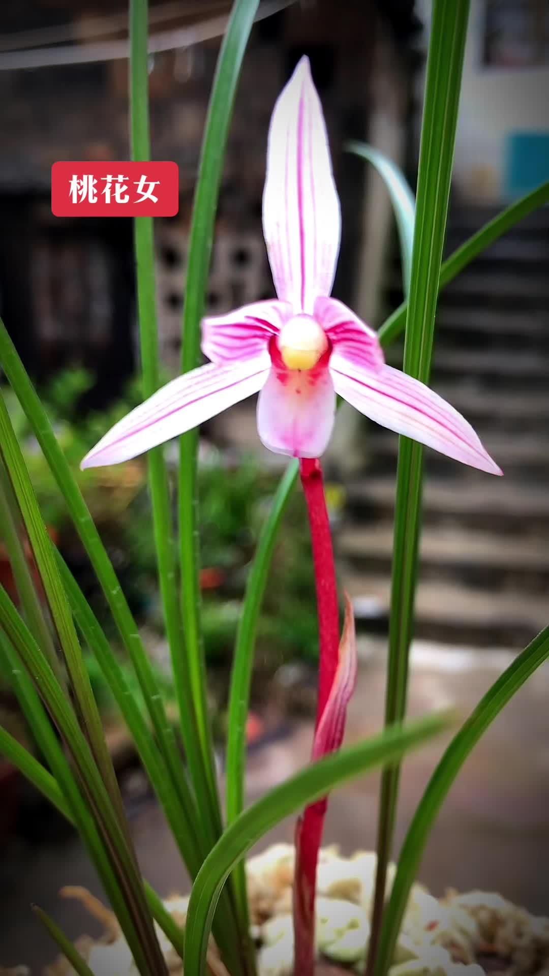 尊重原命名老师,莲瓣兰"水红素"从我处更名为"桃花女",以该草发苗率