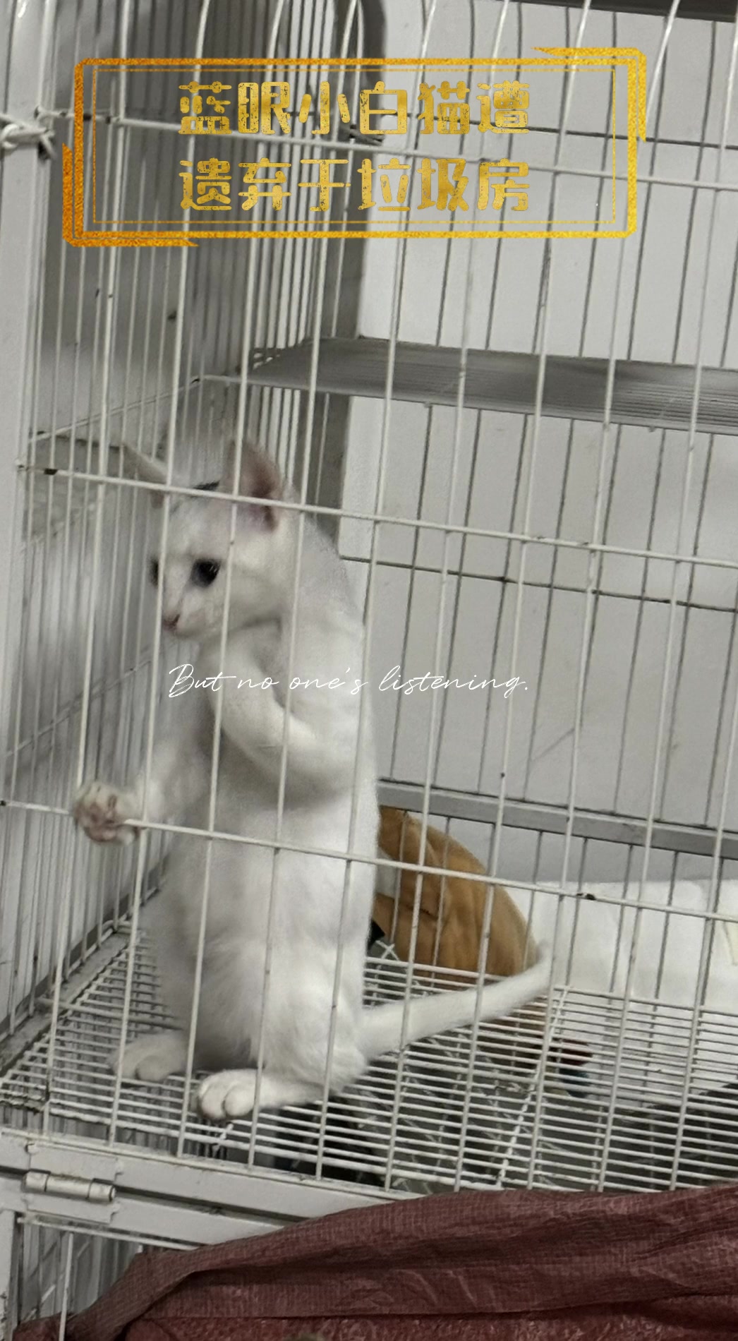 蓝眼小白猫遭,遗弃于垃圾房