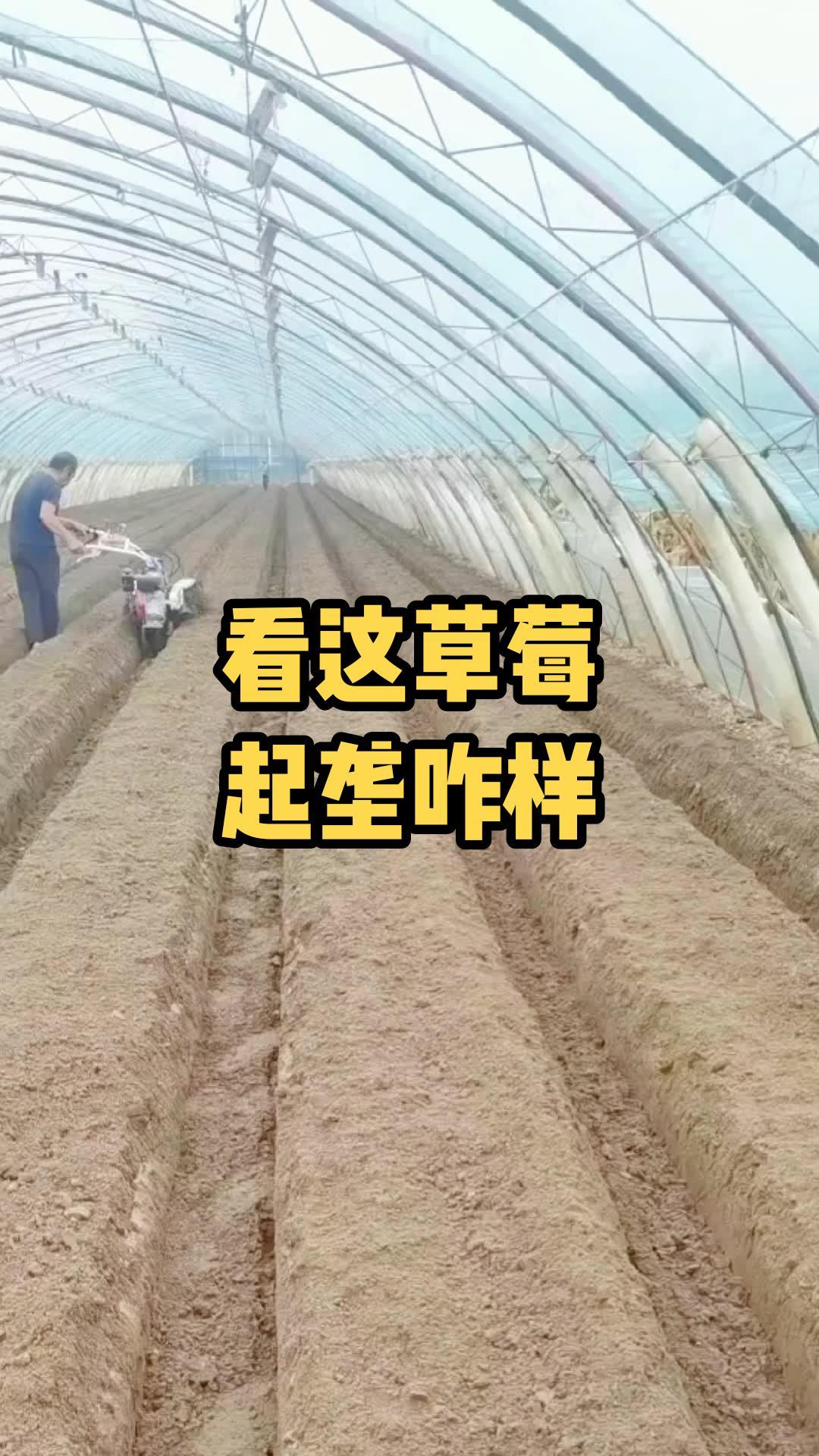 小型手扶开沟培土机给大棚草莓开沟起垄 草莓开沟起垄机 草莓起垄开沟