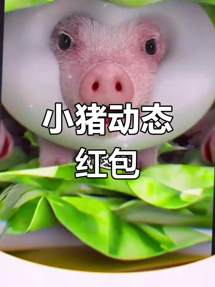 小猪唱歌的红包封面图片