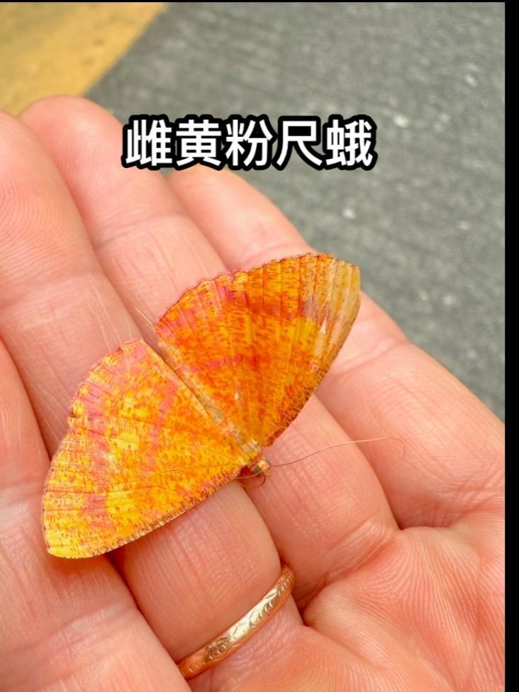 雌黄粉尺蛾,像一片秋天的落叶,它的生命已经走到了尽头 雌黄粉尺蛾 尺