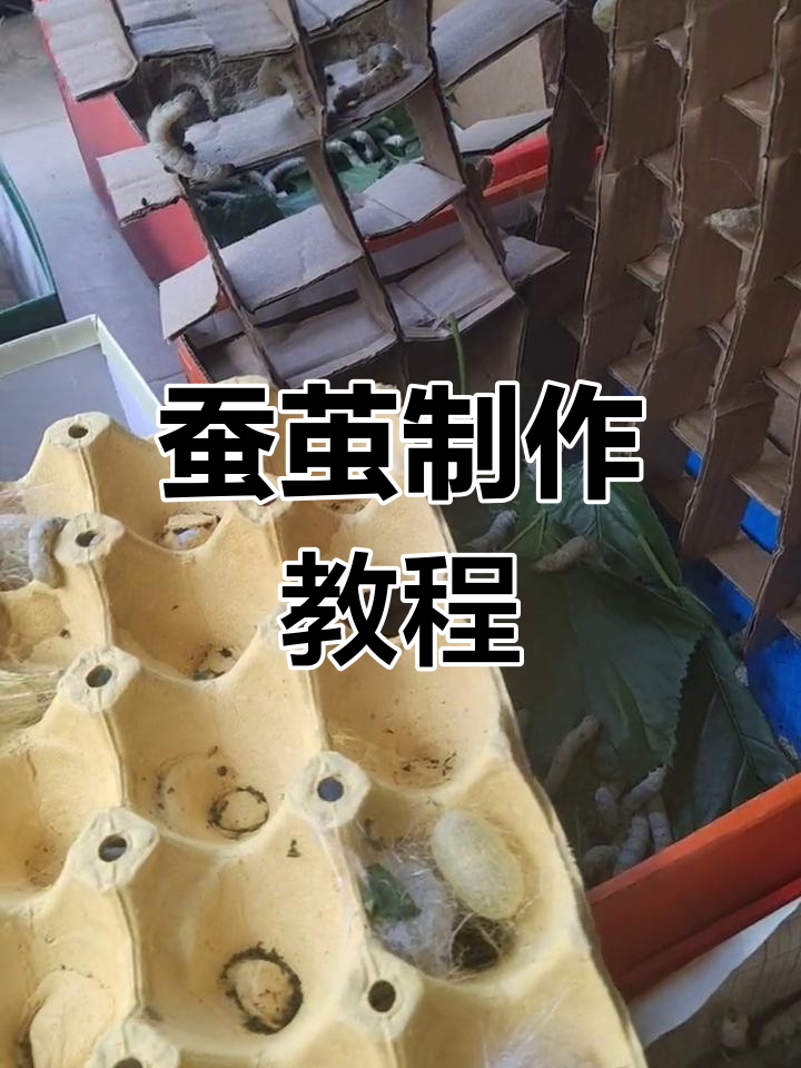 蚕宝宝吐丝简单图片