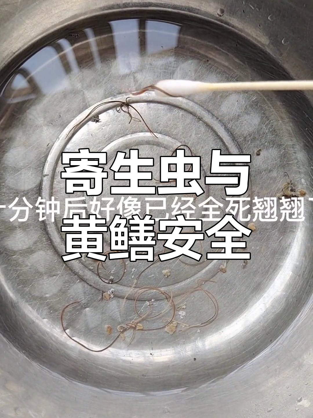 黄鳝寄生虫怕热,挑干净后放心食用!