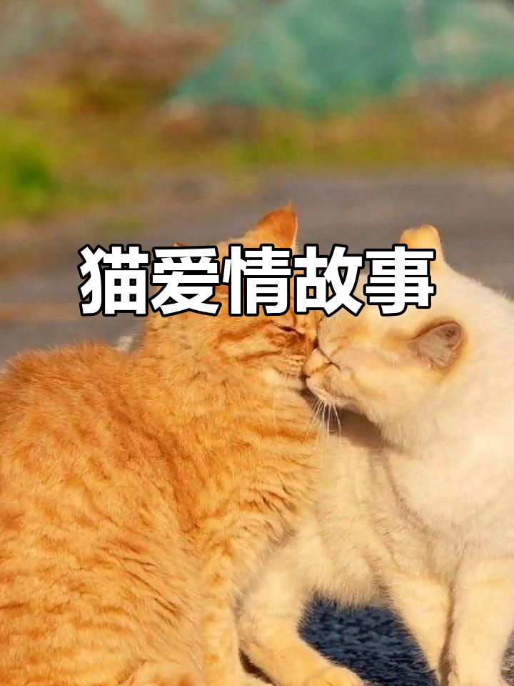 恋爱中的猫咪