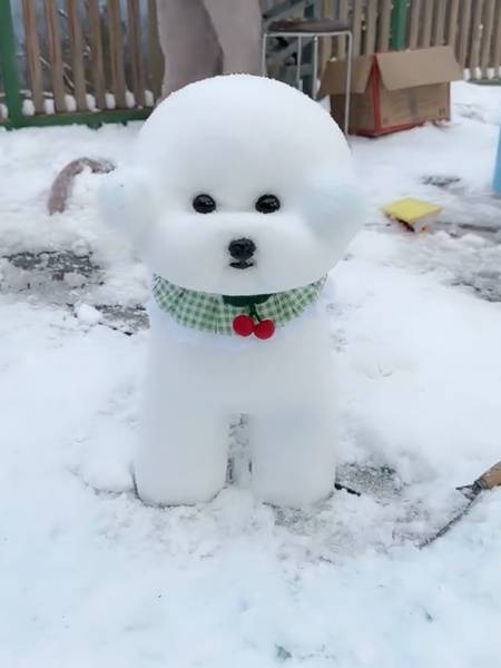 男子用雪堆出比熊犬网友第一眼还以为是真的