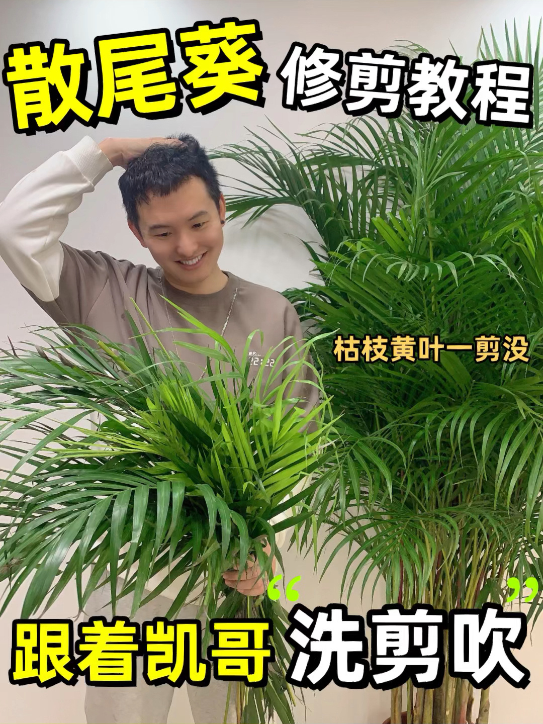 散尾葵修剪教程跟着凯哥"洗剪吹"