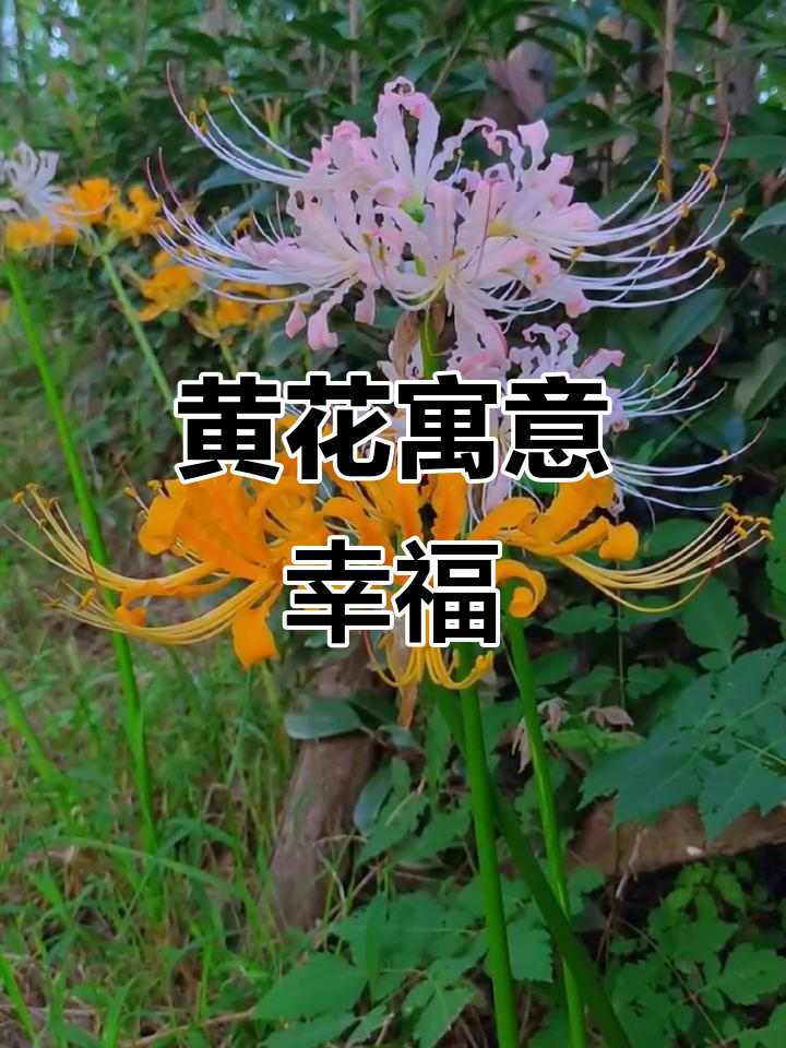 黄色彼岸花,象征永恒幸福,愿见者一生安好