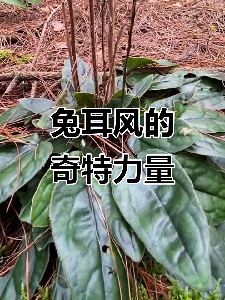 兔耳风:神奇的自然药材,根须繁多你认识吗?
