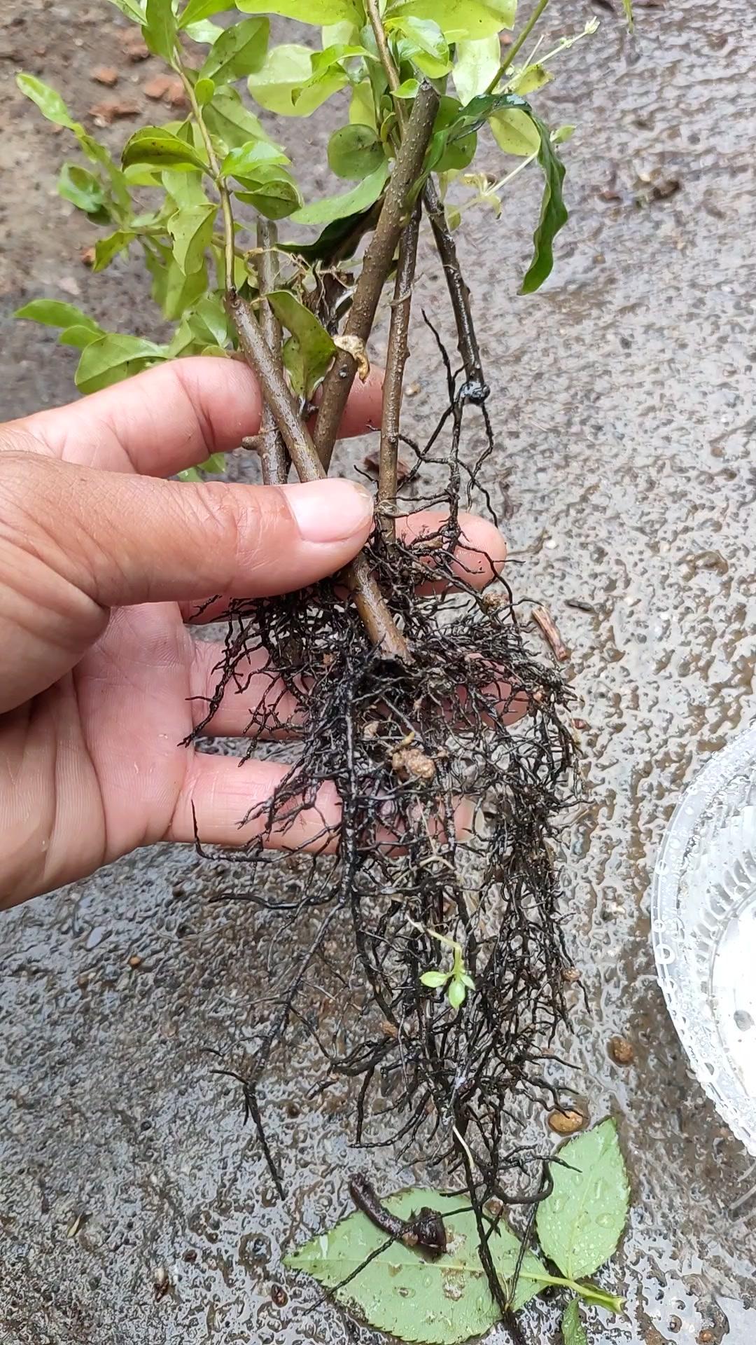 教程視頻,金彈子也能扦插成活 月季 嫁接 花卉 花卉綠植 盆栽 盆景