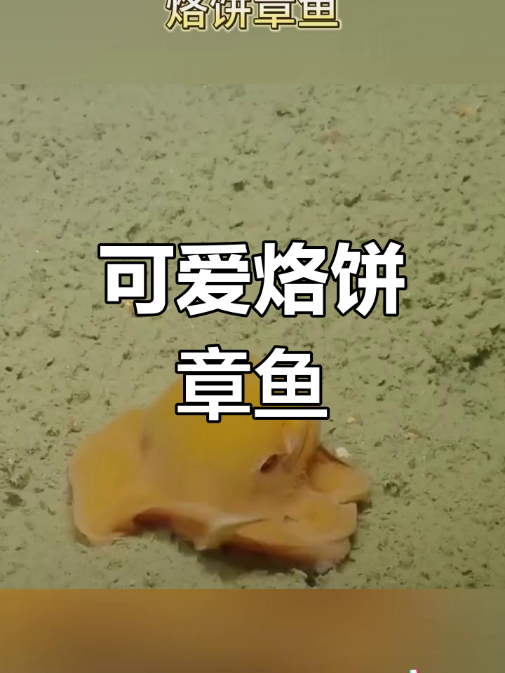 加利福尼亚面蛸:可爱的烙饼章鱼