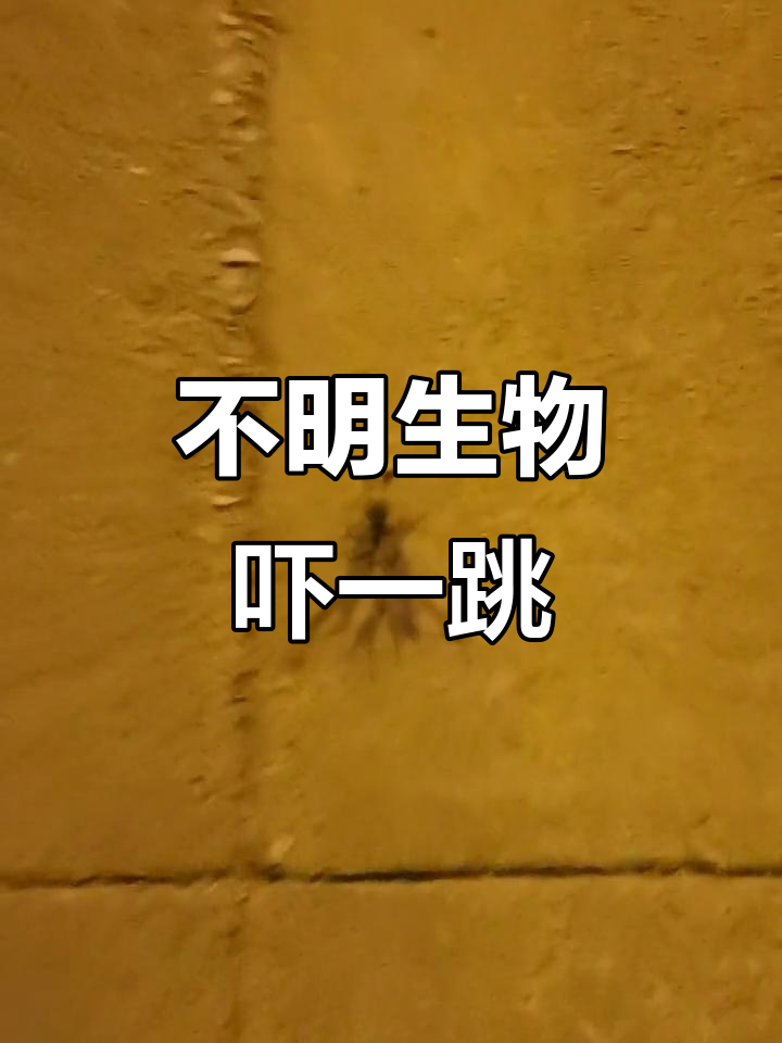遇到不明生物,路灯下的奇怪造型太惊悚了