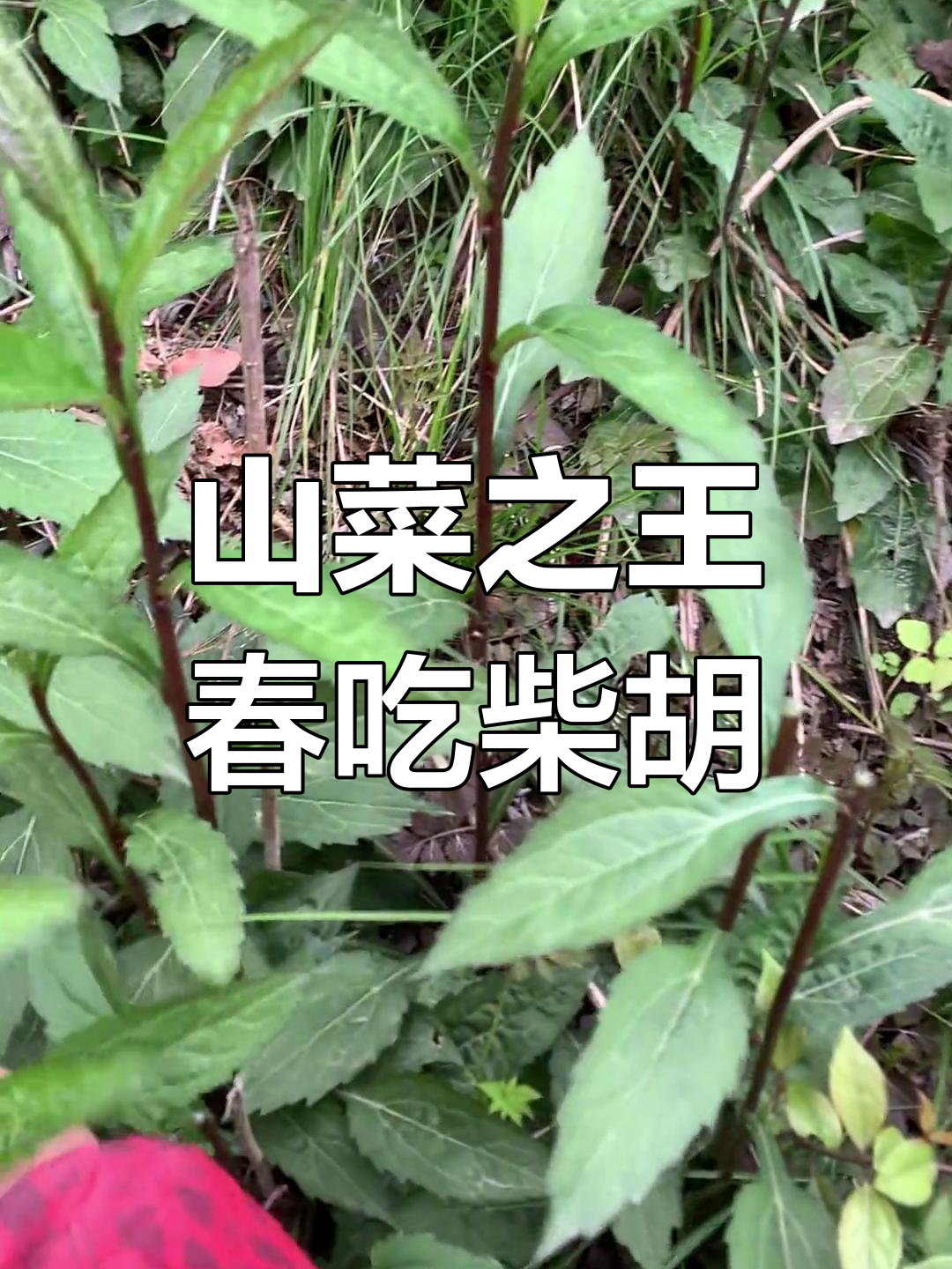 春天嫩芽最珍贵,山菜之王柴胡带你尝鲜