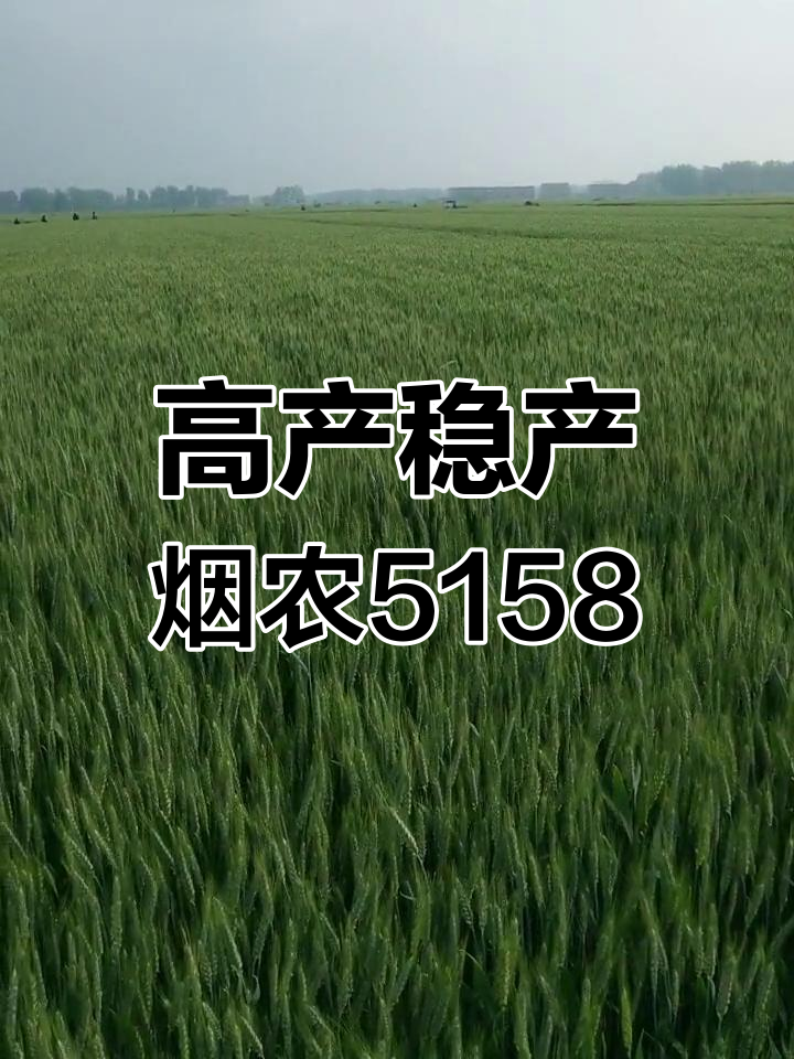 烟农5158:高产抗病太空育种小麦