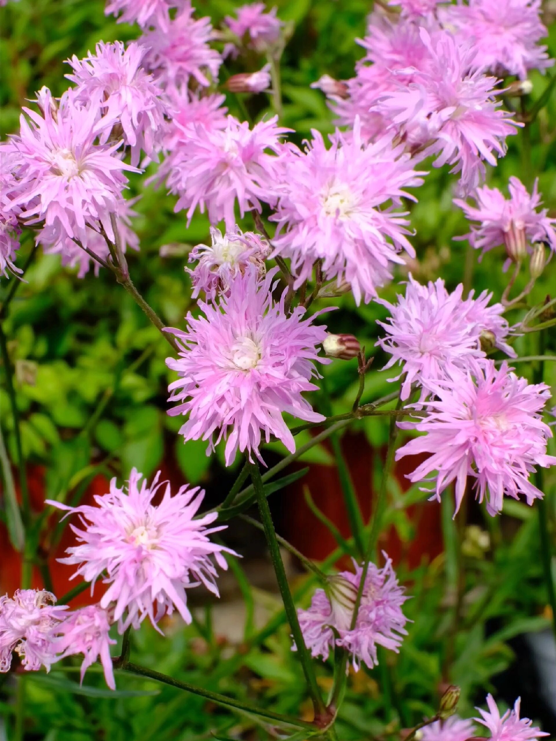 细叶剪秋罗花色娇艳花枝飘逸耐25