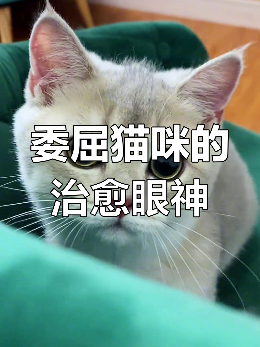 这只委屈猫的眼神,简直让人心碎!它的小心思太可爱了