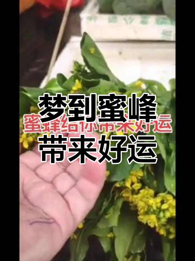 梦见蜂蜜窝里全是蜂蜜(梦见蜂蜜窝里全是蜂蜜怎么回事)