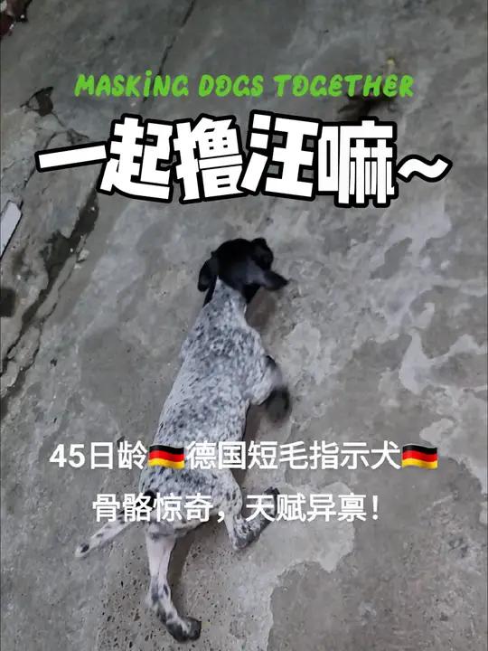 多功能猎犬 波音达训练 警犬 家有萌宠 纯血波音达幼犬 .波音达犬
