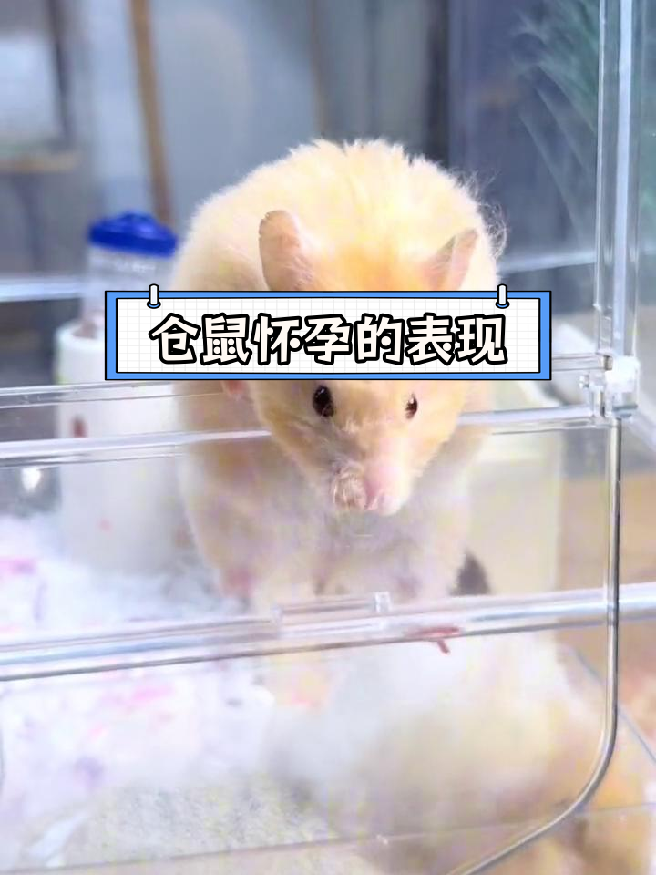 仓鼠怀孕症状接生图片