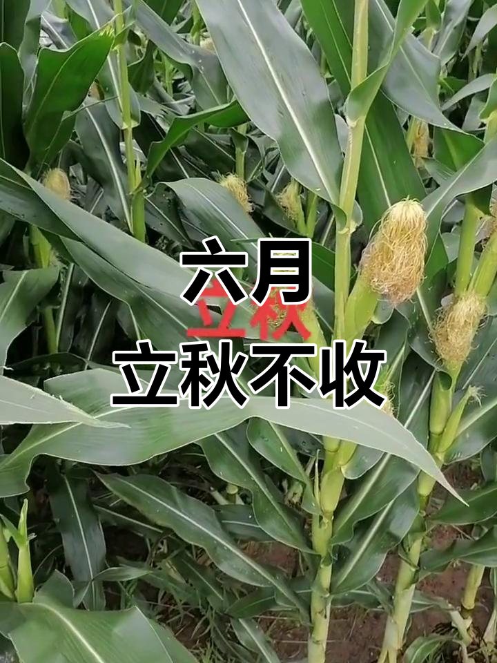 立秋早晚收,农村谚语揭秘
