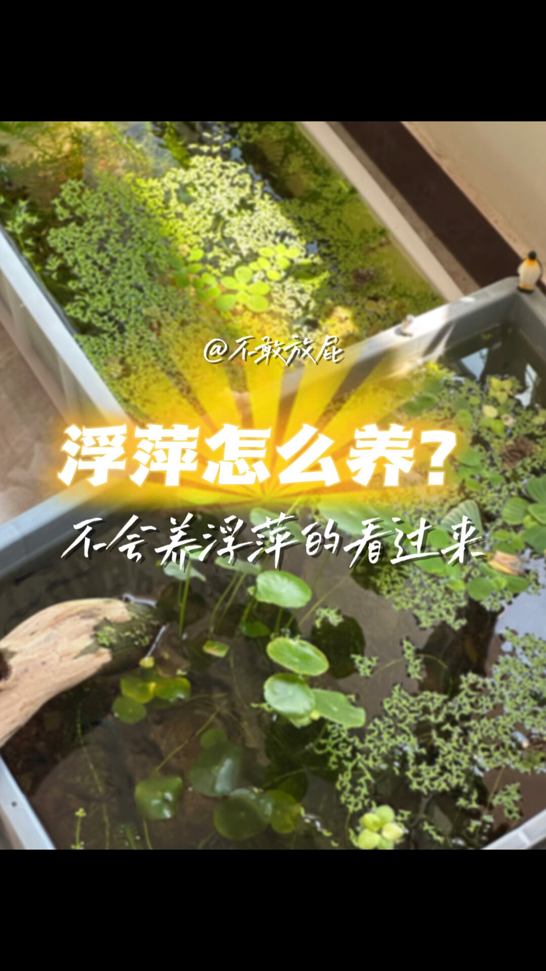 浮萍如何养?一些我的小经验,大家参考一下!