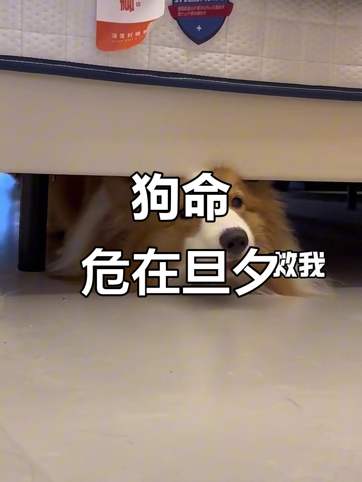 床上的虫子正在吞噬它,快救我狗命啊