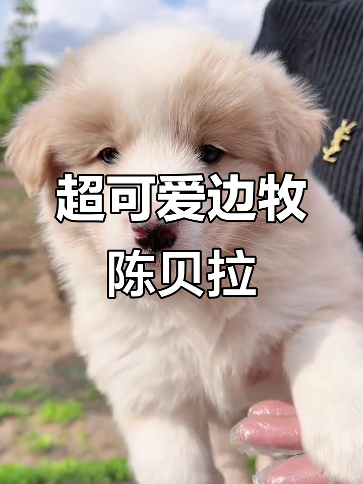 边牧陈贝拉颜值爆表,萌态十足让人爱不释手
