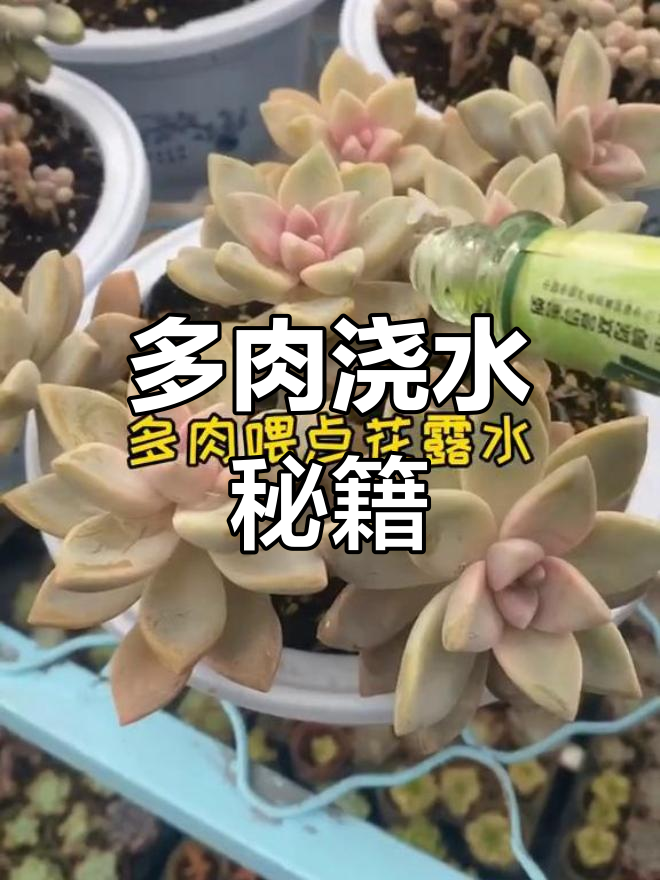 神仙水浇多肉,叶子绿得冒油!