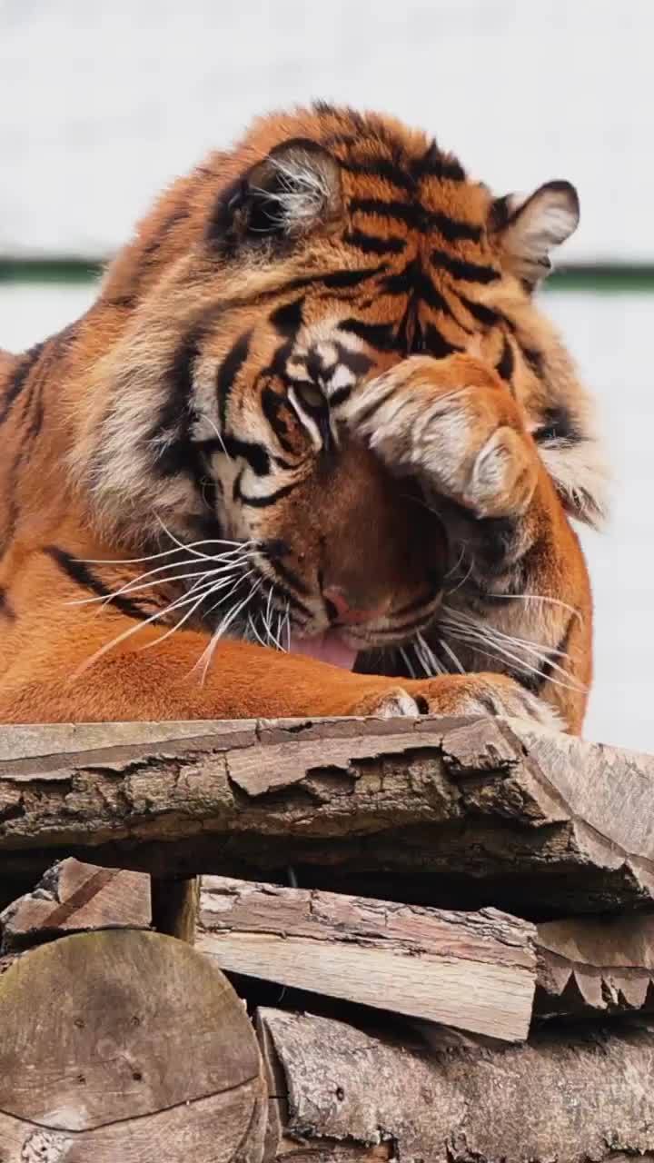 百兽之王老虎 野生动物零距离 东北虎 虎虎生威冠福气 大猫