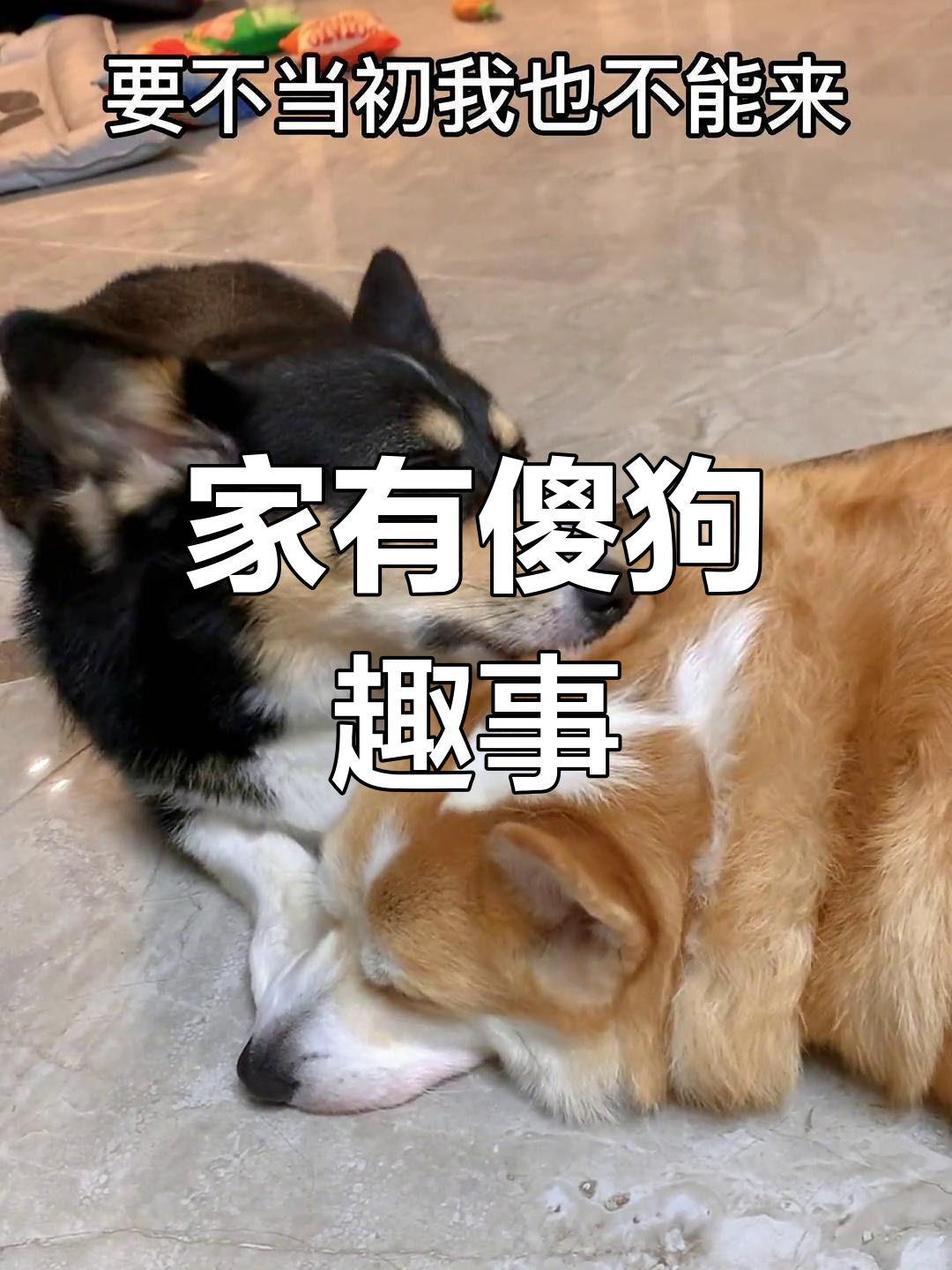 傻狗悄悄话,竟然当面说!