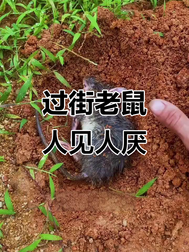偷鸡摸狗的下场,老鼠过街人人喊打