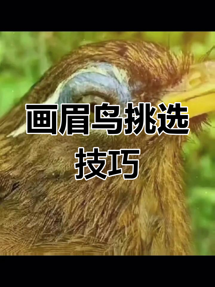 画眉鸟打鸟挑选图片