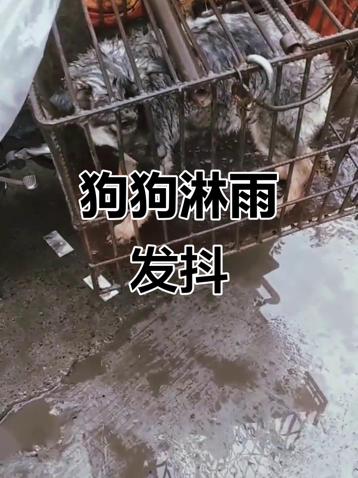 流浪狗淋雨颤抖,太可怜了!