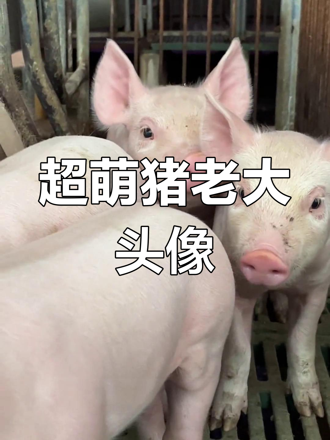 猪老大头像,可爱到不行!